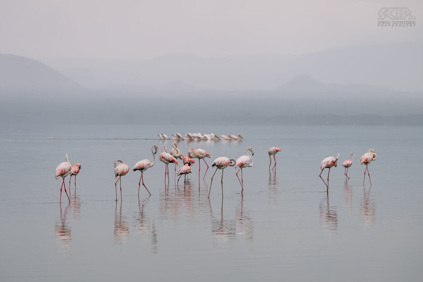 Lake Elementaita - Greater flamingos The shallow soda lake of Lake Elementaita is considered one of the most beautiful lakes in Kenya and it is 18m2 in size. It rained when we arrived in Soysambu and this created beautiful light and a very soft background.  Stefan Cruysberghs